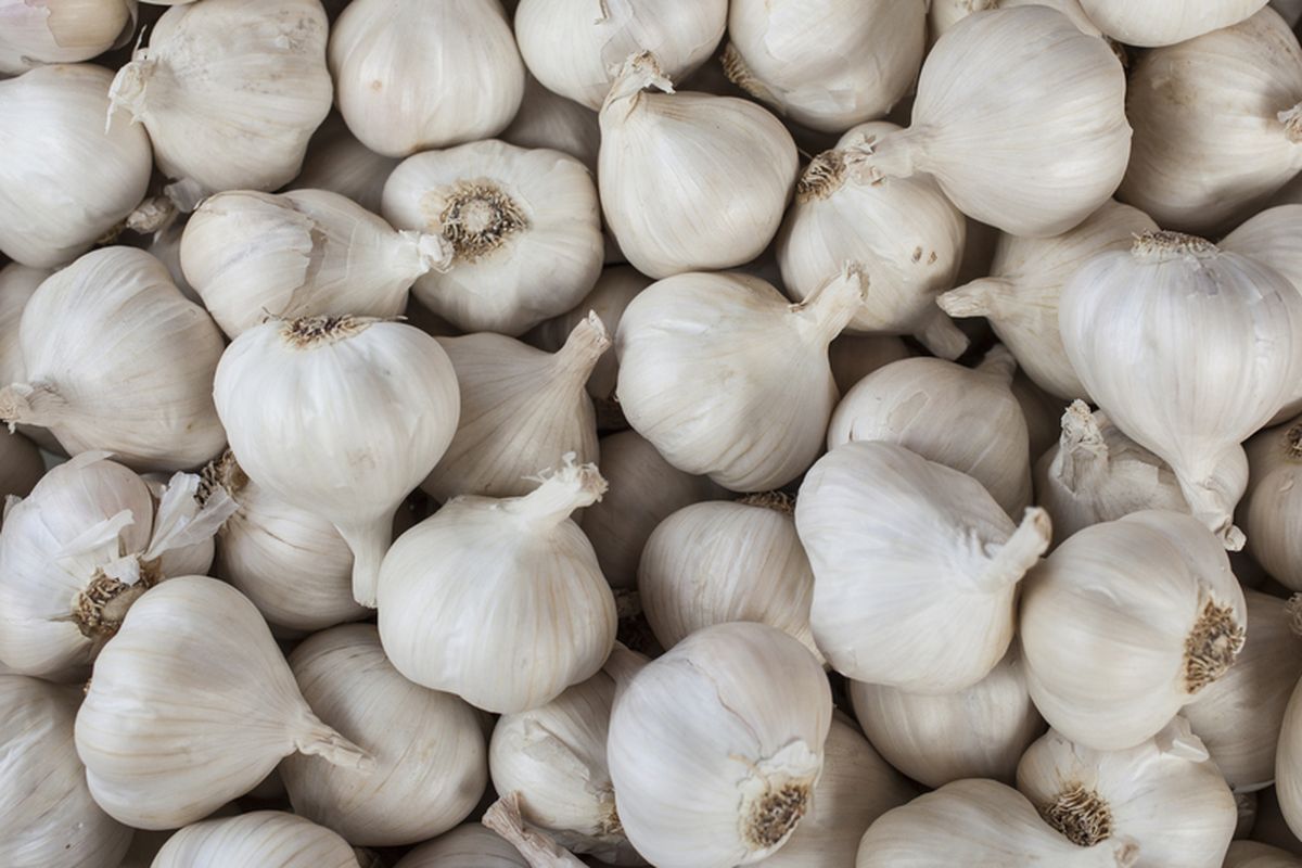 bawang-putih